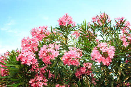 pink flowering Bush with oleander flowers   on sky backgroundの写真素材