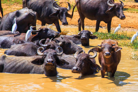 Safari day, group of buffaloes relaxing in the puddle  in the wildlifeの写真素材