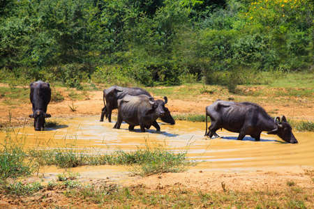 Safari day, group of buffaloes walking in the puddle  in the wildlife natureの写真素材