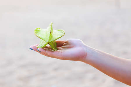 whole exotic green carambola fruit on a female handの写真素材