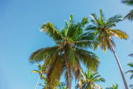 tops of high palm trees in sunlight on blue sky background