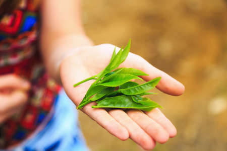 picking the tea, green young tea leaves on female palm or handの写真素材