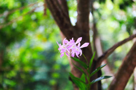 delicate pink Orchid flowers on green natural backgroundの写真素材