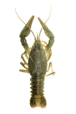 fresh green crayfish on isolated white backgroundの写真素材