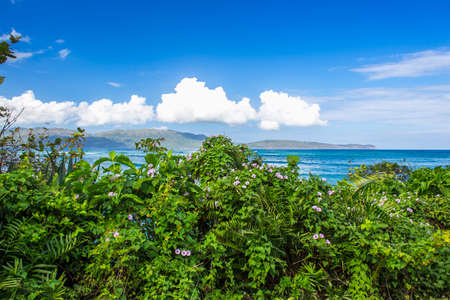 Dreamlike Caribbean landscape. Green plants on a background of turquoise sea and skyの写真素材
