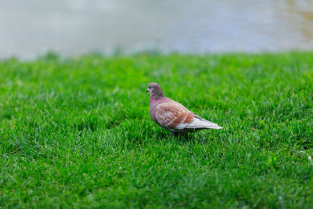 dove in the Park on green grass