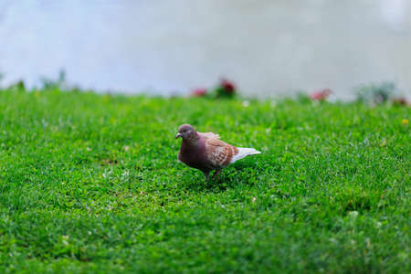 dove in the Park on green grassの写真素材