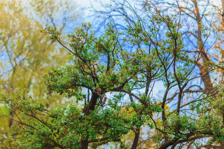 green tree on blue sky backgroundの写真素材