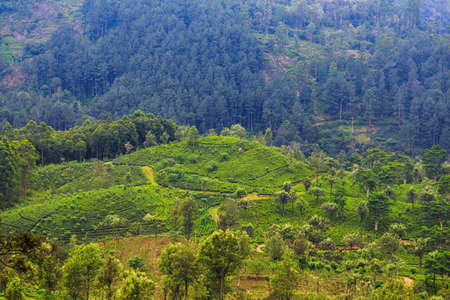 green tea plantations high in the mountainsの写真素材
