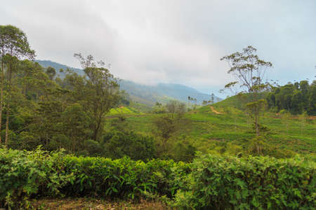 green tea plantations high in the mountains