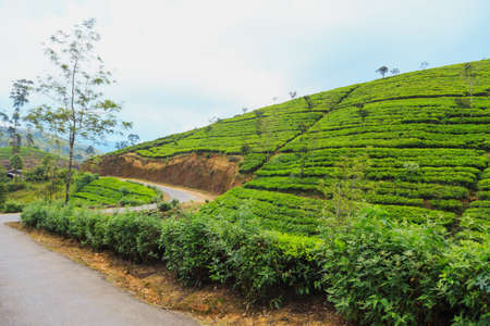 green tea plantations high in the mountains