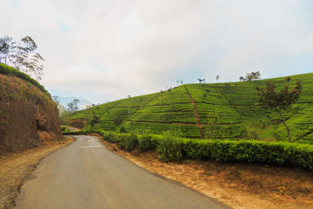 green tea plantations high in the mountains