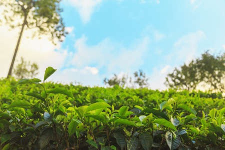 green tea plantations high in the mountainsの写真素材