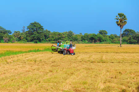 rice, rice field, blue sky, Sri Lanka, harvesting.の写真素材
