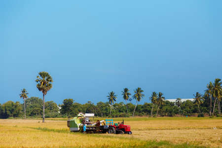 rice, rice field, blue sky, Sri Lanka, harvesting.の写真素材