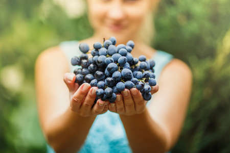 girl holding fresh juicy blue ripe grapesの写真素材