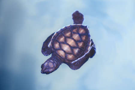 a small turtle floats on the surface of the ocean
