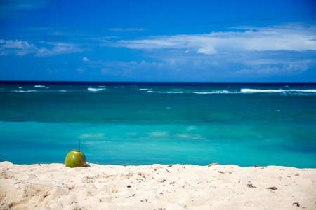 ripe coconut lying on a Caribbean beachの写真素材