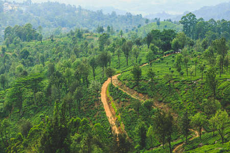 Ceylon green plantations in the mountains. Sri Lankaの写真素材
