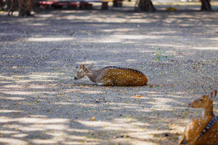 this beautiful deer lying on the groundの写真素材