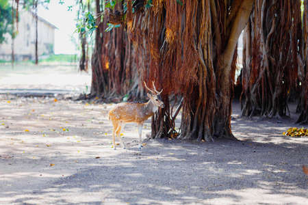 beautiful deer living in the national Parkの写真素材