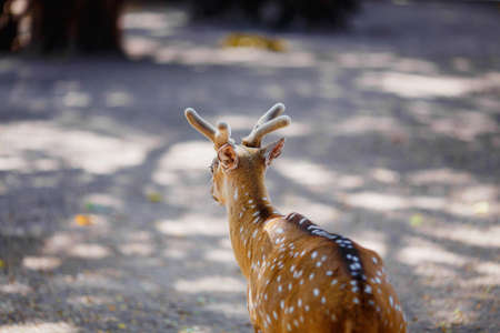 beautiful deer living in the national Parkの写真素材