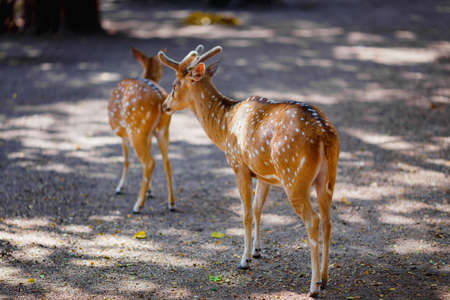 beautiful deer living in the national Parkの写真素材