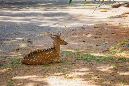 this beautiful deer lying on the groundの写真素材