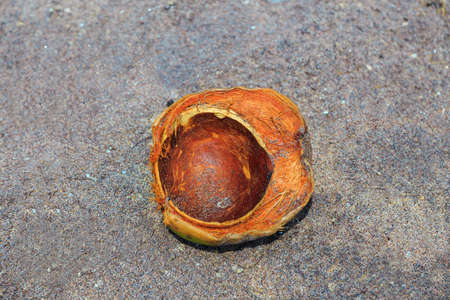 empty half of coconut on dark wet sand