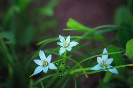 blue delicate flowers in green foliage in Botanical garden, floral backgroundの写真素材