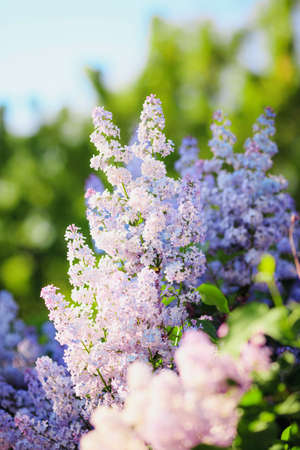 Purple lilac blooms. Branch of blossoming lilac. Shallow depth of field. Selective focus.