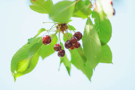 cherry or sweet cherry on the tree on blue sky background, farming