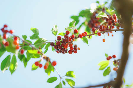 cherry or sweet cherry on the tree on blue sky background, farmingの写真素材
