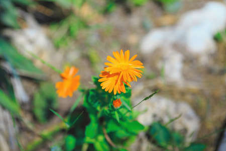 Calendulas or english marigold orange flowers growing in the garden, drug plants
