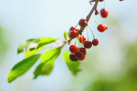 cherry or sweet cherry on the tree on blue sky background, farming
