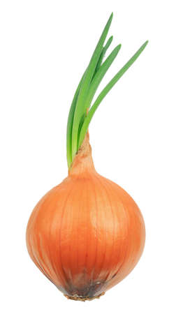 Green sprouted onion close up isolated on white backgroundの写真素材