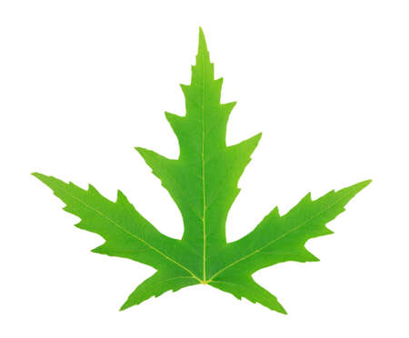 one green Silver Maple leaf with visible structure isolated on white background, clipping path
