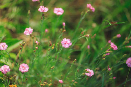 small perennial pink carnation flowers in the meadow, floral backgroundの写真素材