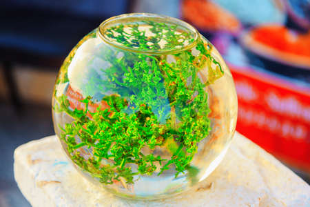 spherical aquarium with green algae, fish house