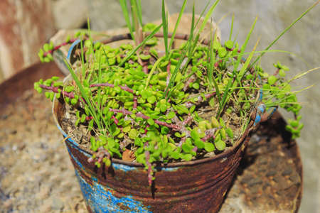 green plant in a vintage rusty metal bucketの写真素材