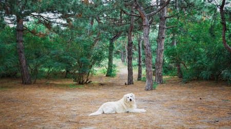awesome dog golden retriever Buddy relaxes on the ground in the park