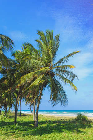 Caribs. Tropical island, palm trees on the beach, ocean, blue sky. Dominican Republicの写真素材