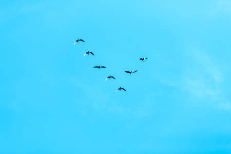 V formation of birds or skein in the blue sky, migration to warmer climesの写真素材