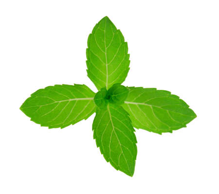 green fresh mint isolated on white backgroundの写真素材