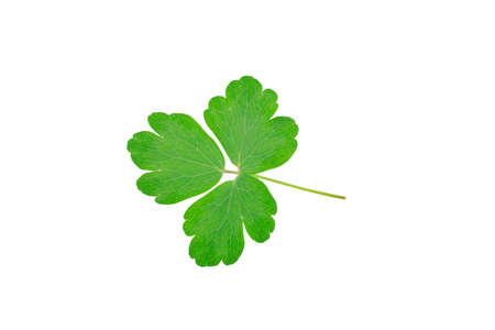 one green leaf with streaks isolated on white backgroundの写真素材