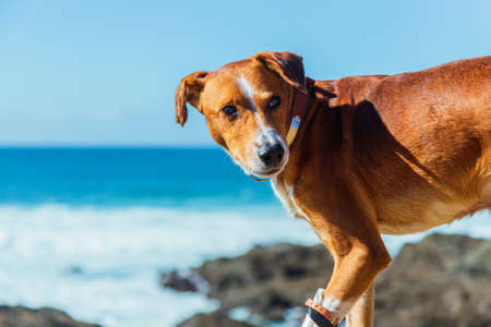portrait of ginger dog on the ocean shoreの写真素材