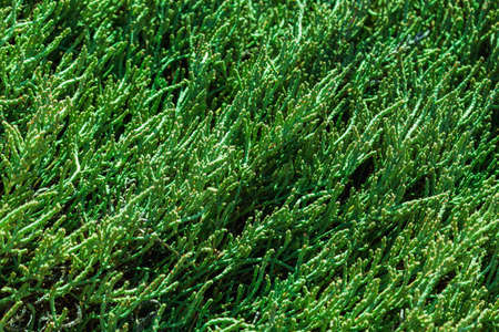 Green grass or plant background or patternの写真素材