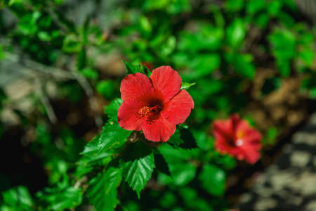 blooming red flower chinese rose hibiscus
