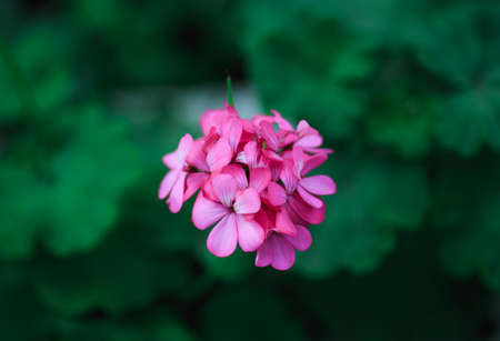 Pink Frangipani or Plumeria flower is blooming in green garden