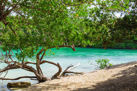blue river and tropical river bank with exotic trees, nature patternの写真素材